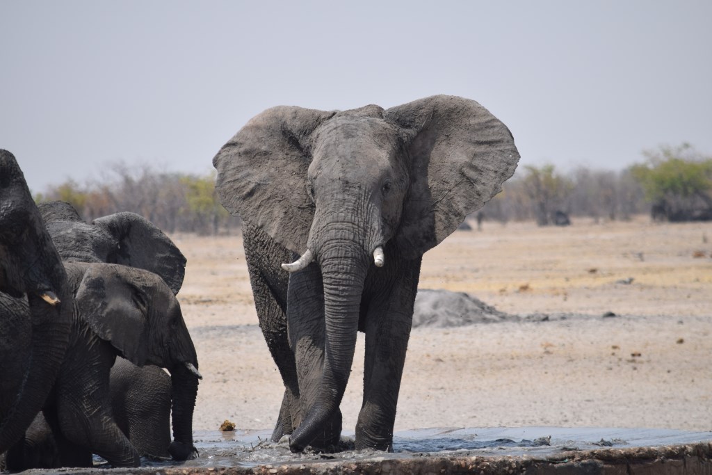 Elefanten im Etosha Nationalpark