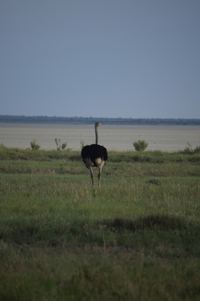 DSC_0799.jpg